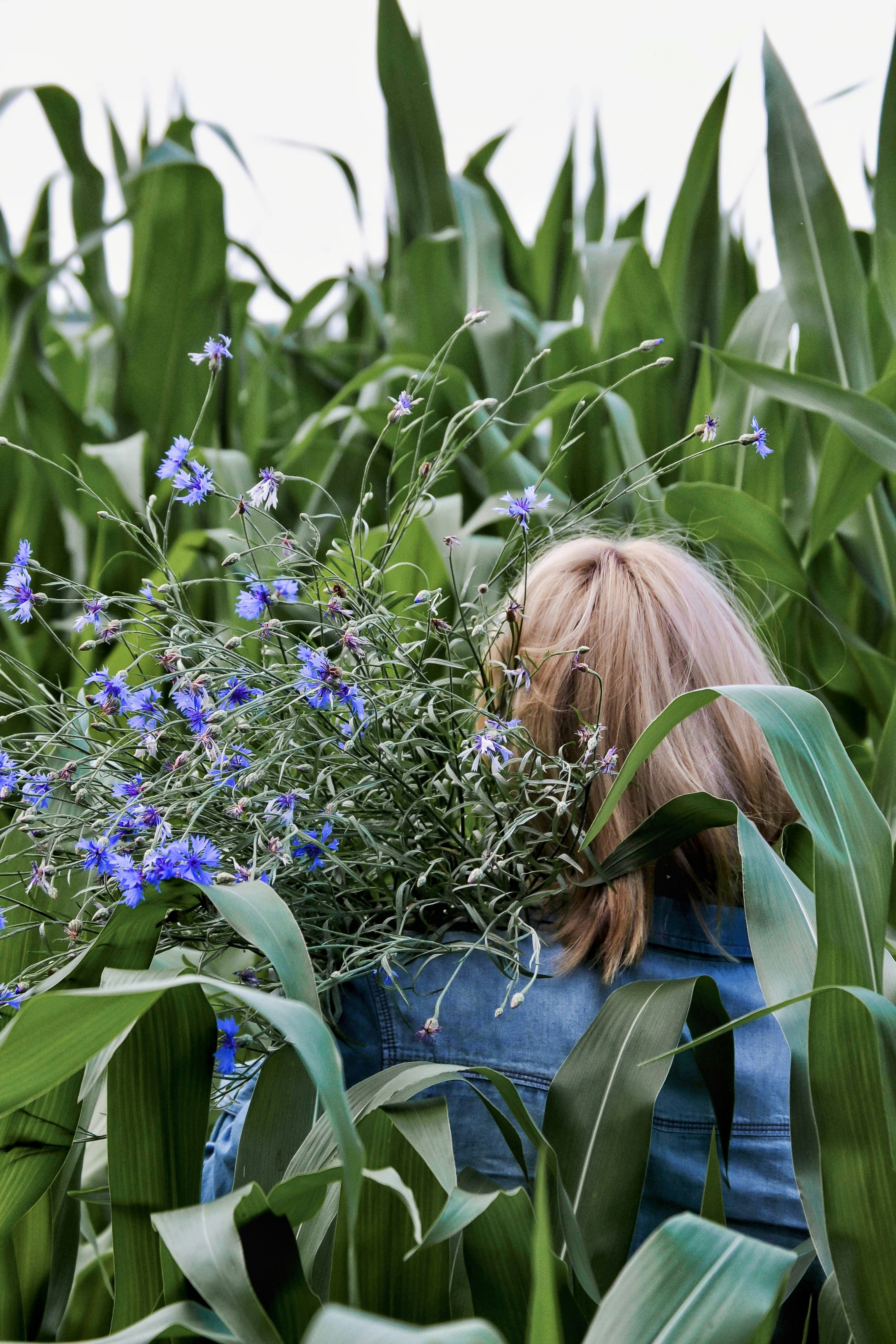 A woman in a field of corn with blue flowers photo – Free Ukraine Image ...