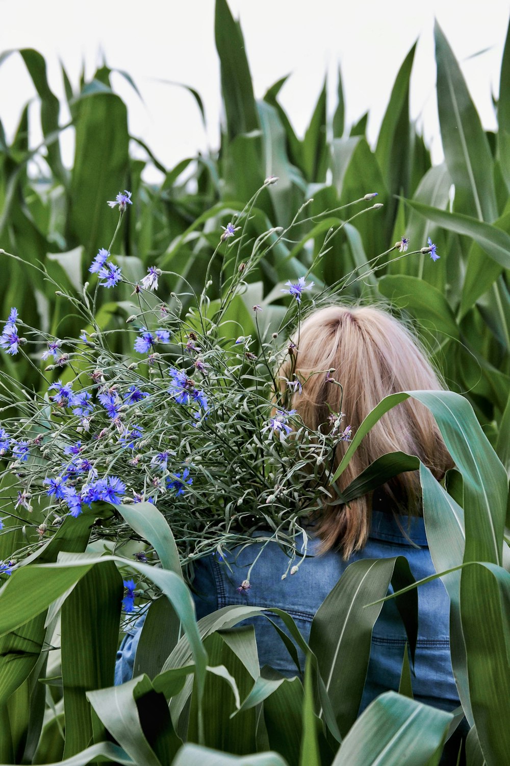 a woman in a field of corn with blue flowers