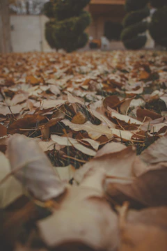 Seasonal cleanup with leaves being raked and removed from a yard.