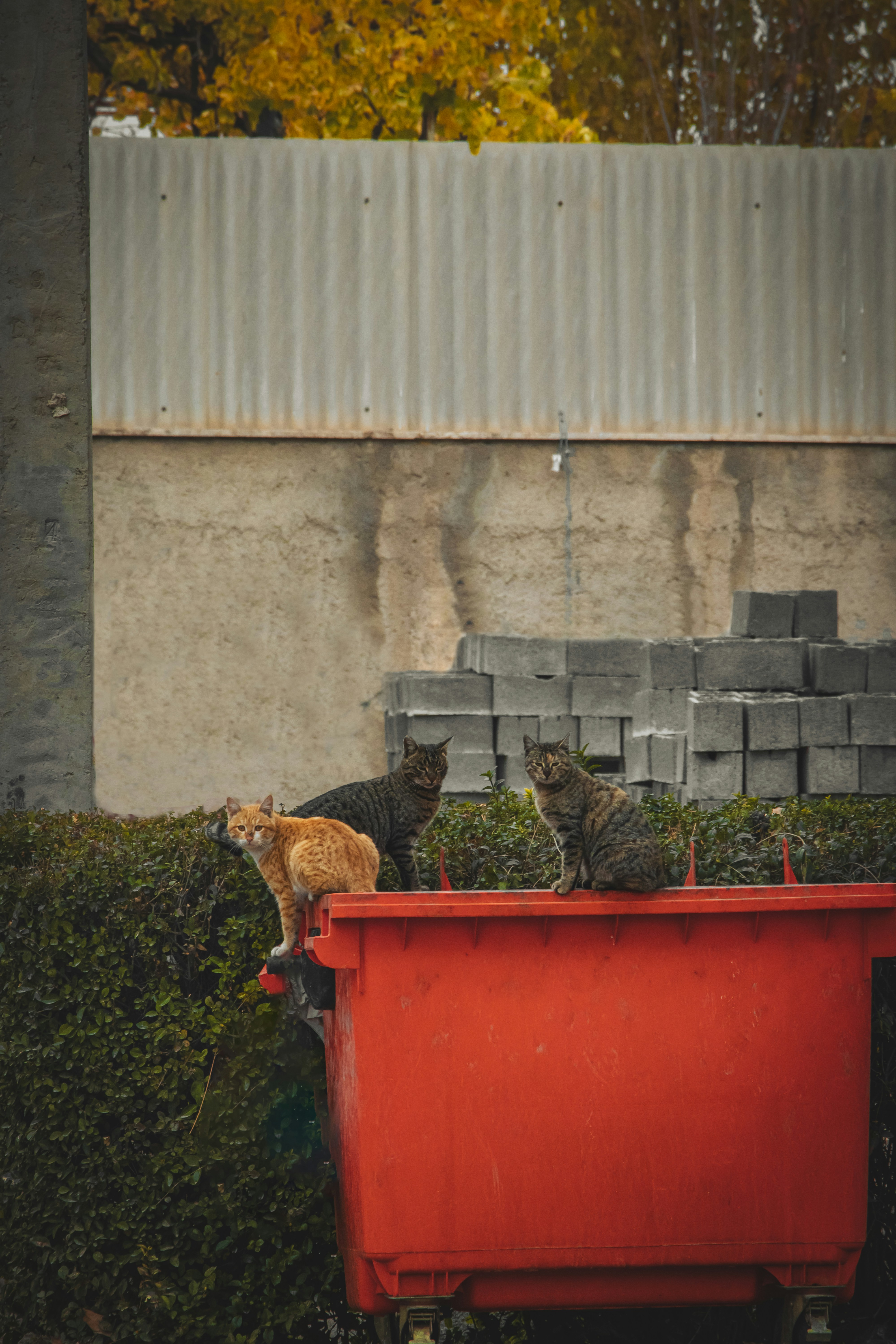 Support Our Cat Rescue Mission