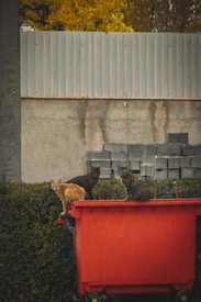 Three cats are sitting on top of a red dumpster. The background consists of a corrugated metal fence, concrete blocks, and some autumn foliage with yellow leaves. The scene has an urban and slightly weathered look.