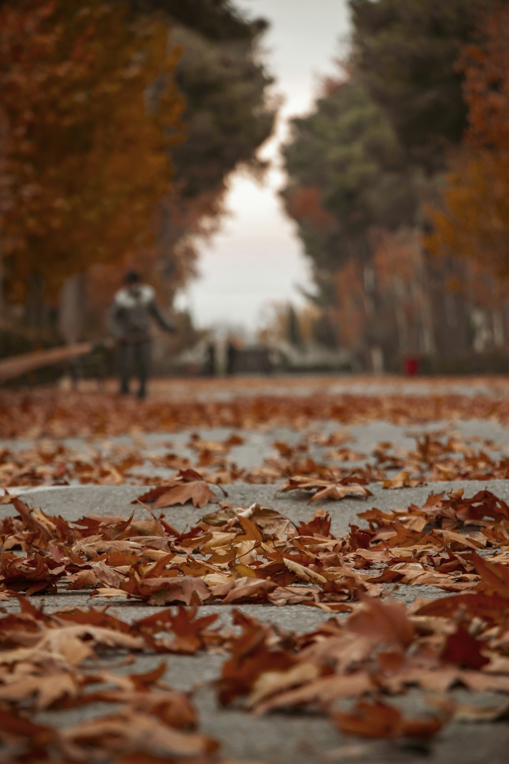 a person riding a skateboard down a leaf covered street