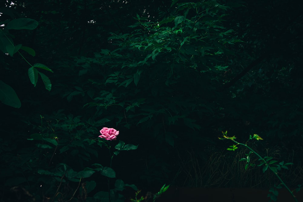 a pink rose is in the middle of a dark forest