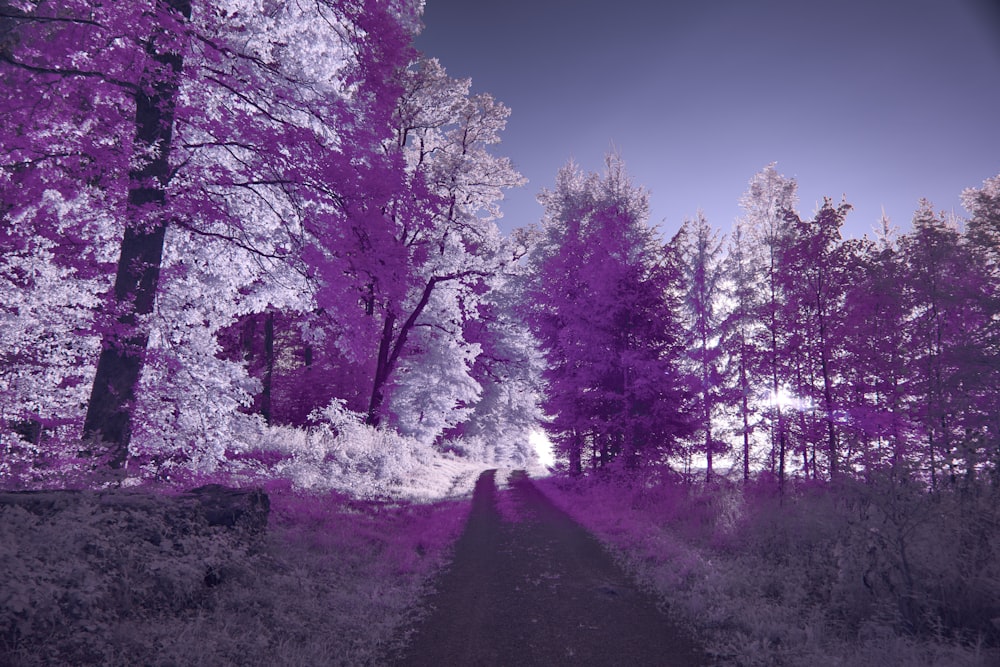 une image infrarouge violette d’un chemin dans les bois
