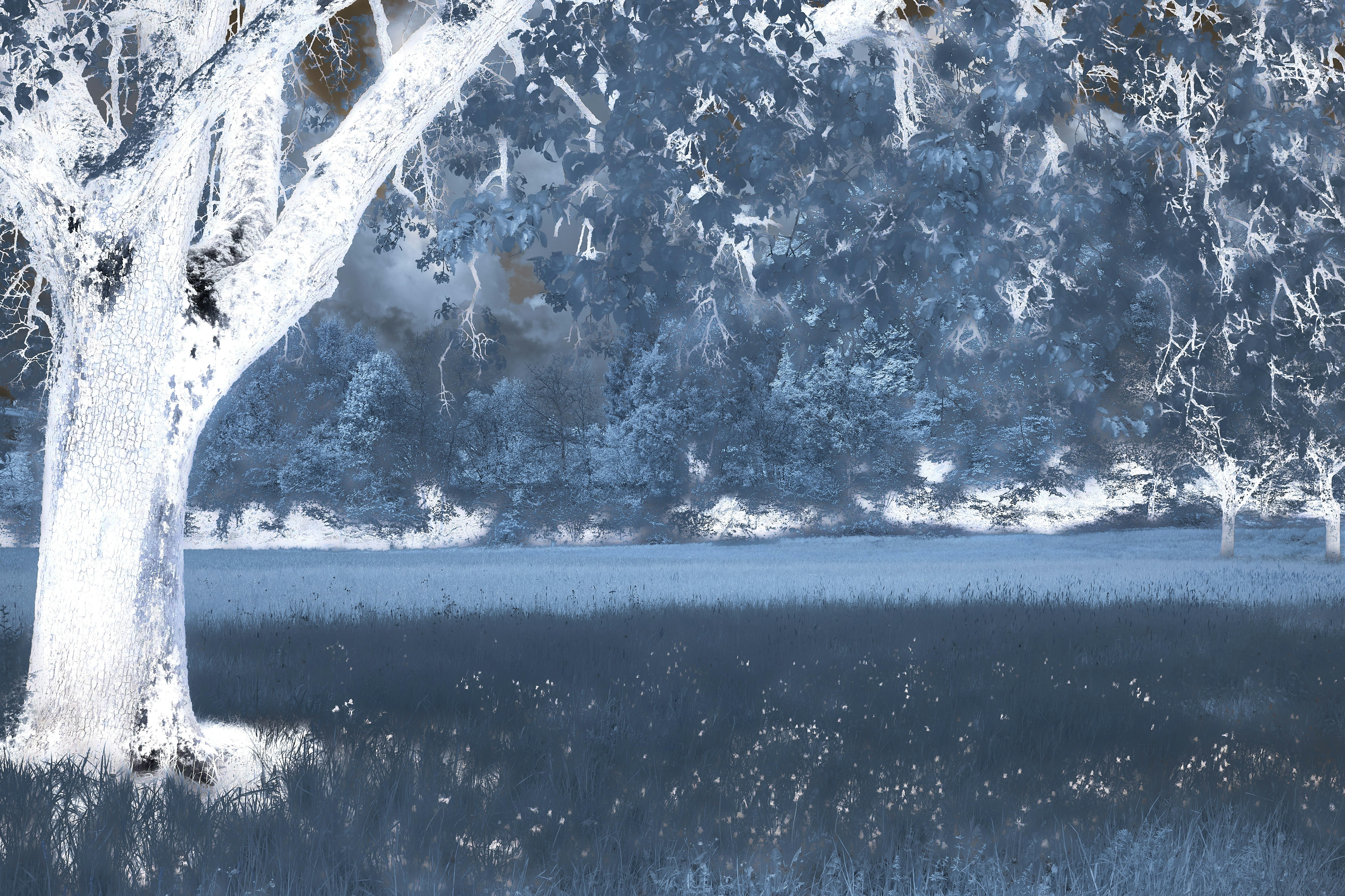 Photo by wolfgang_hasselmann