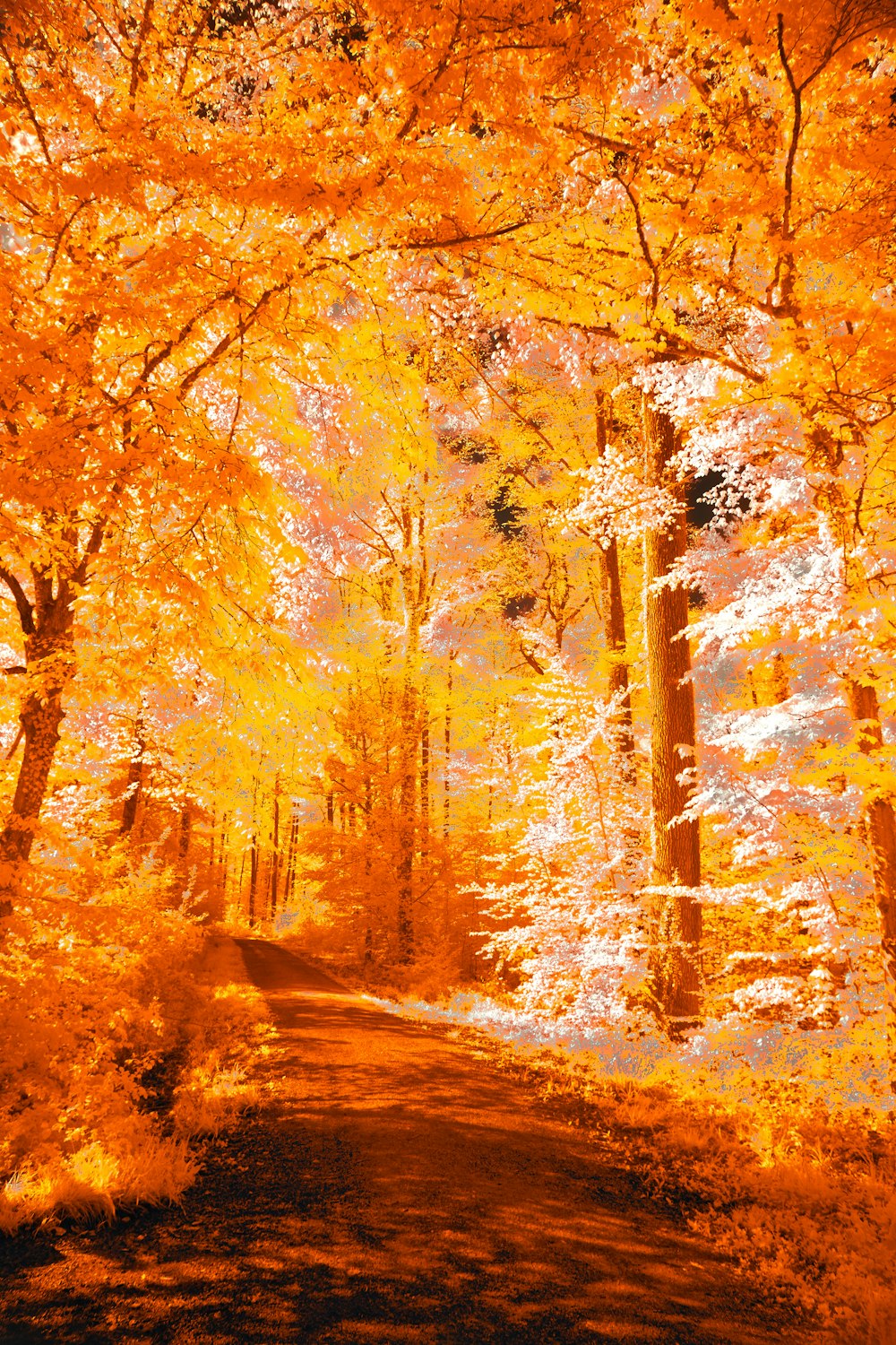 a road surrounded by trees in the fall