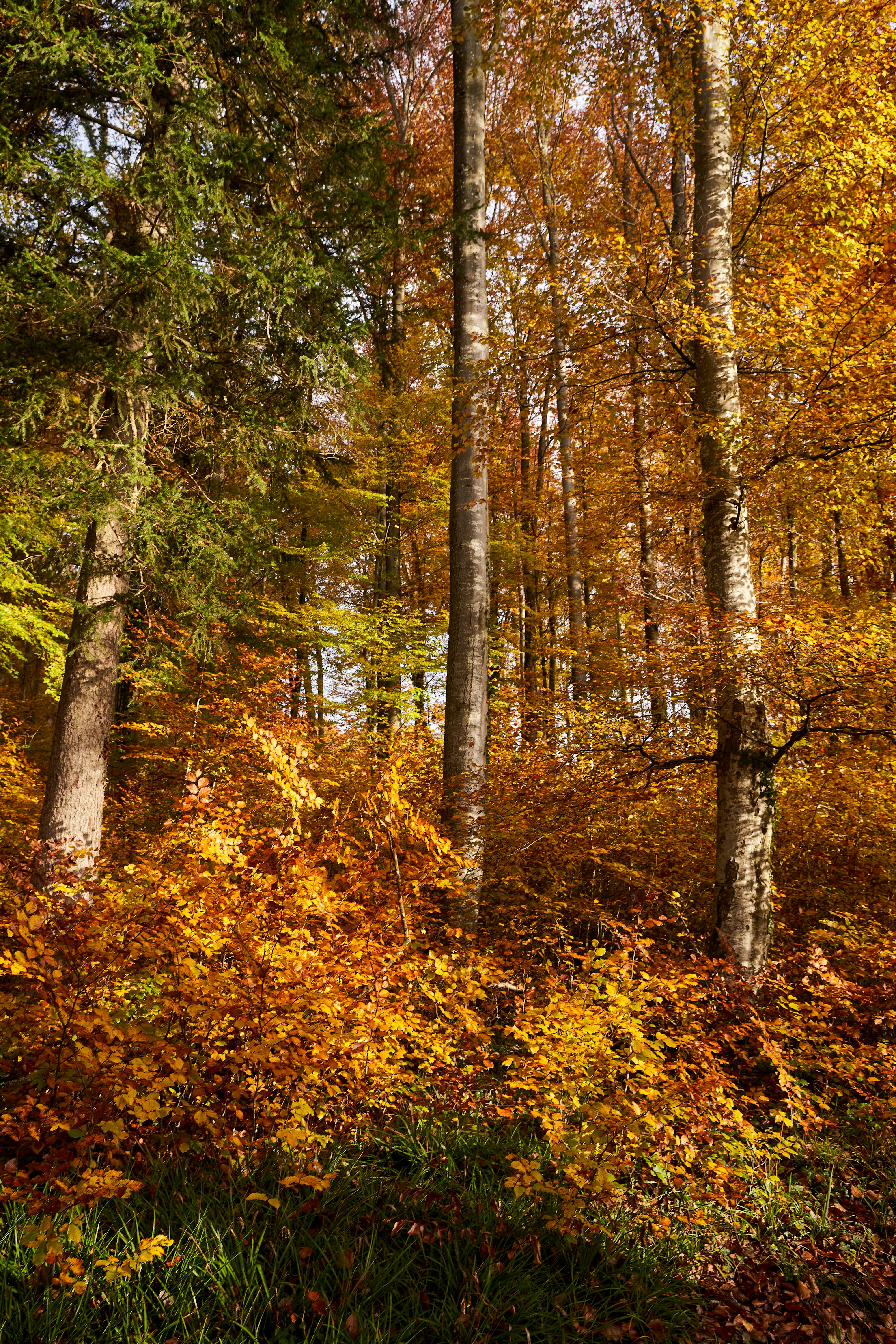 Photo by wolfgang_hasselmann