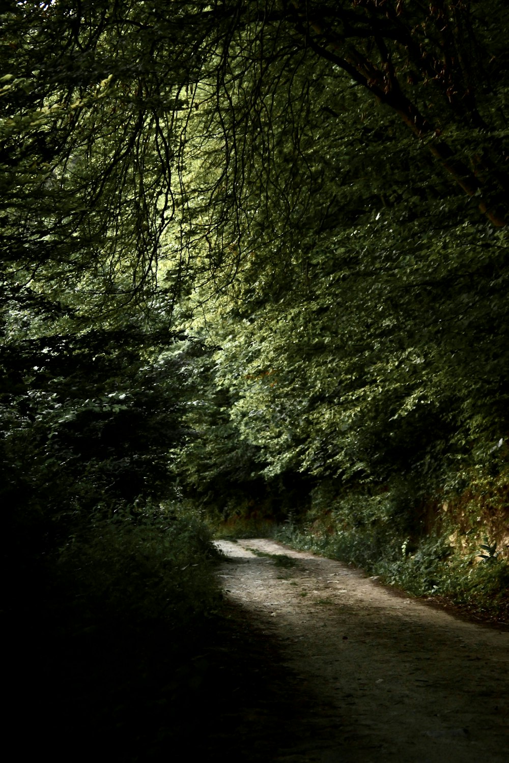 a dirt road in the middle of a forest