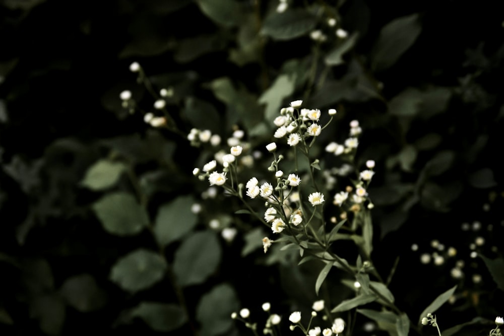 a bunch of small white flowers on a bush