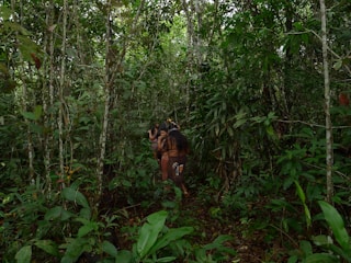 A group of indigenous people with long hair is seen walking through a dense, lush green forest filled with various types of plants and trees. The forest floor is covered with leaves, and the area is rich in vegetation.