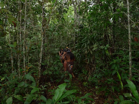 A group of indigenous people with long hair is seen walking through a dense, lush green forest filled with various types of plants and trees. The forest floor is covered with leaves, and the area is rich in vegetation.