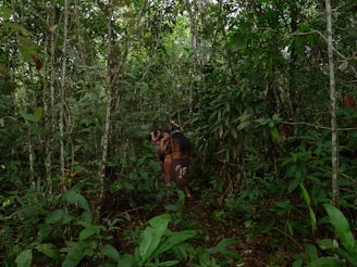 A group of indigenous people with long hair is seen walking through a dense, lush green forest filled with various types of plants and trees. The forest floor is covered with leaves, and the area is rich in vegetation.