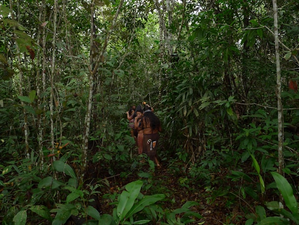 A group of indigenous people with long hair is seen walking through a dense, lush green forest filled with various types of plants and trees. The forest floor is covered with leaves, and the area is rich in vegetation.