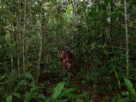 A group of indigenous people with long hair is seen walking through a dense, lush green forest filled with various types of plants and trees. The forest floor is covered with leaves, and the area is rich in vegetation.