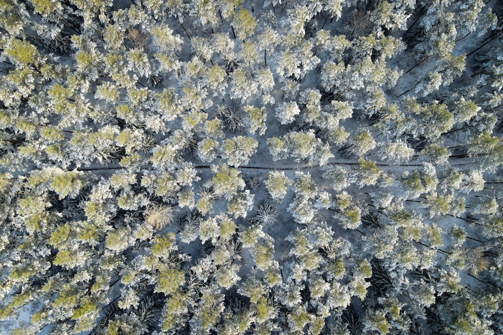 un grupo de árboles que están parados en la nieve