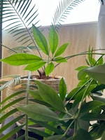 A variety of green houseplant leaves are positioned in front of a window. The leaves are of different shapes and sizes, and the light filters through them, creating a bright and fresh atmosphere. A woven pot can be seen partially in the background.