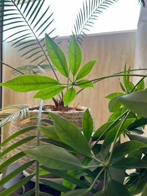 A variety of green houseplant leaves are positioned in front of a window. The leaves are of different shapes and sizes, and the light filters through them, creating a bright and fresh atmosphere. A woven pot can be seen partially in the background.