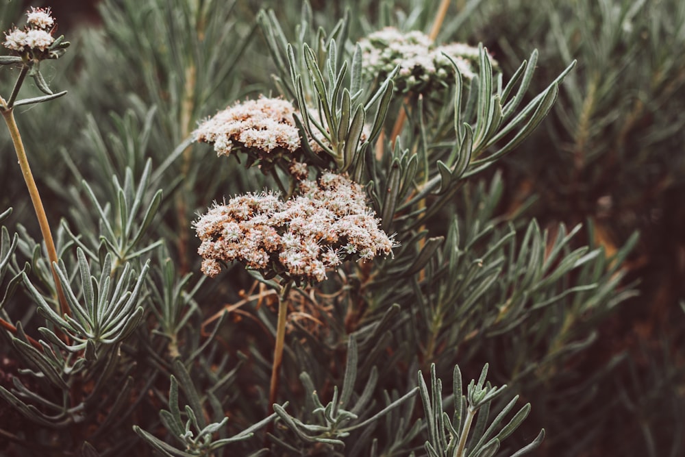 a close up of a plant with white flowers