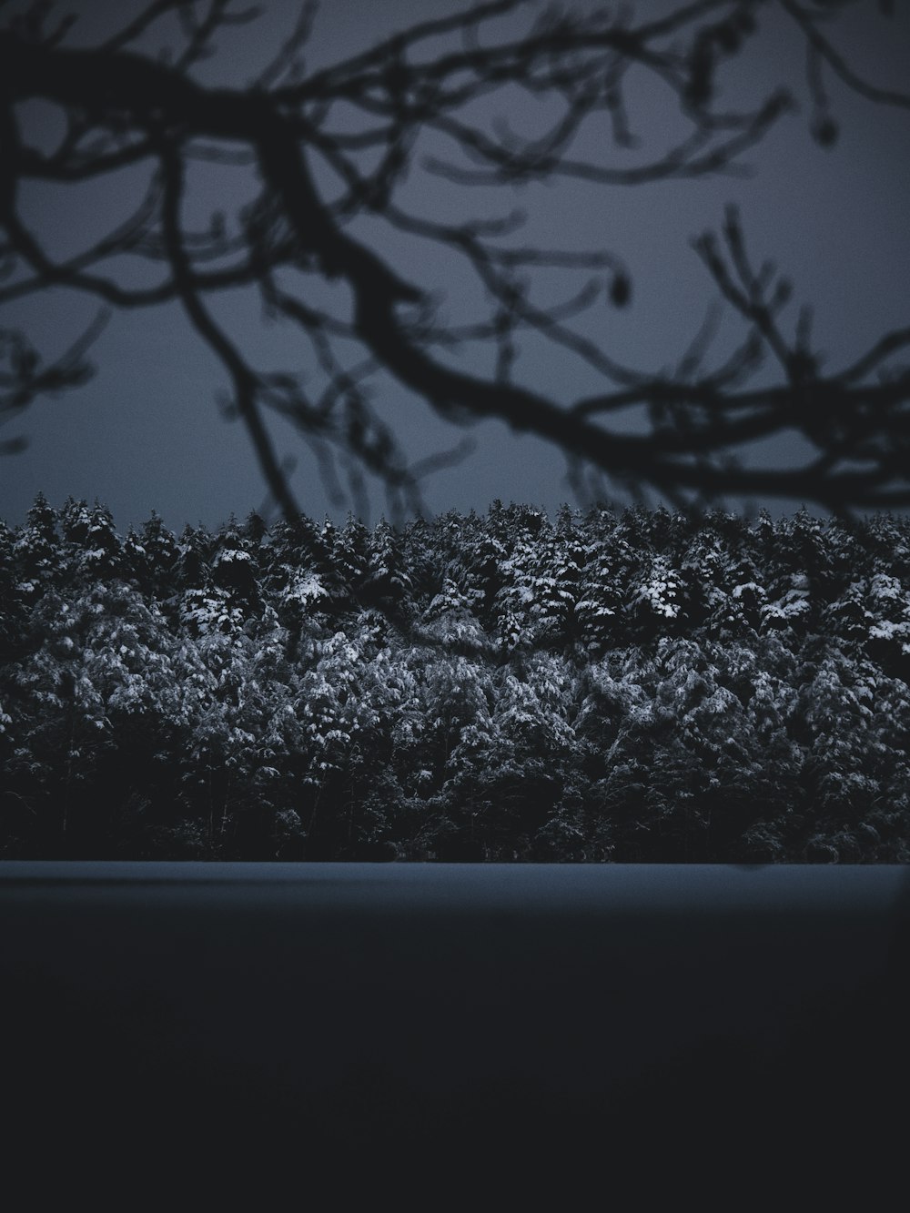une photo en noir et blanc d’une forêt la nuit