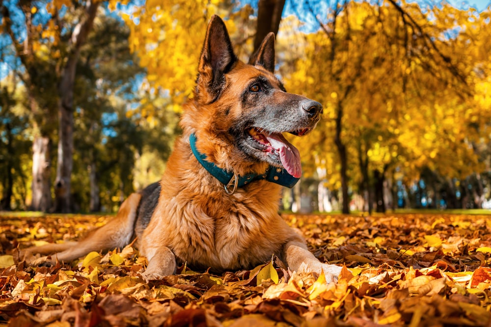 a dog laying in leaves in a park