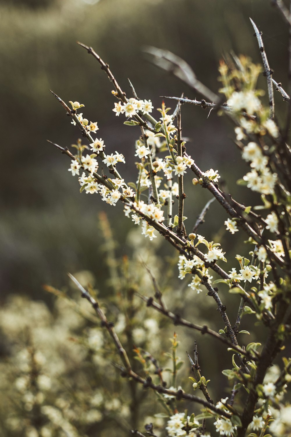 a close up of a tree with white flowers