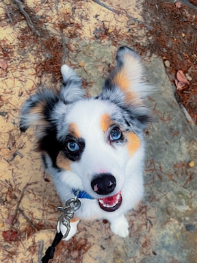A friendly pet-themed contact form with vibrant colors.