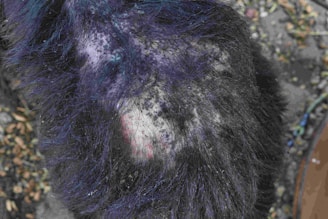 A close-up of a furry surface with a patchy pattern of colors including dark purples, blacks, and lighter patches. The fur appears to be thick and slightly matted in some areas.