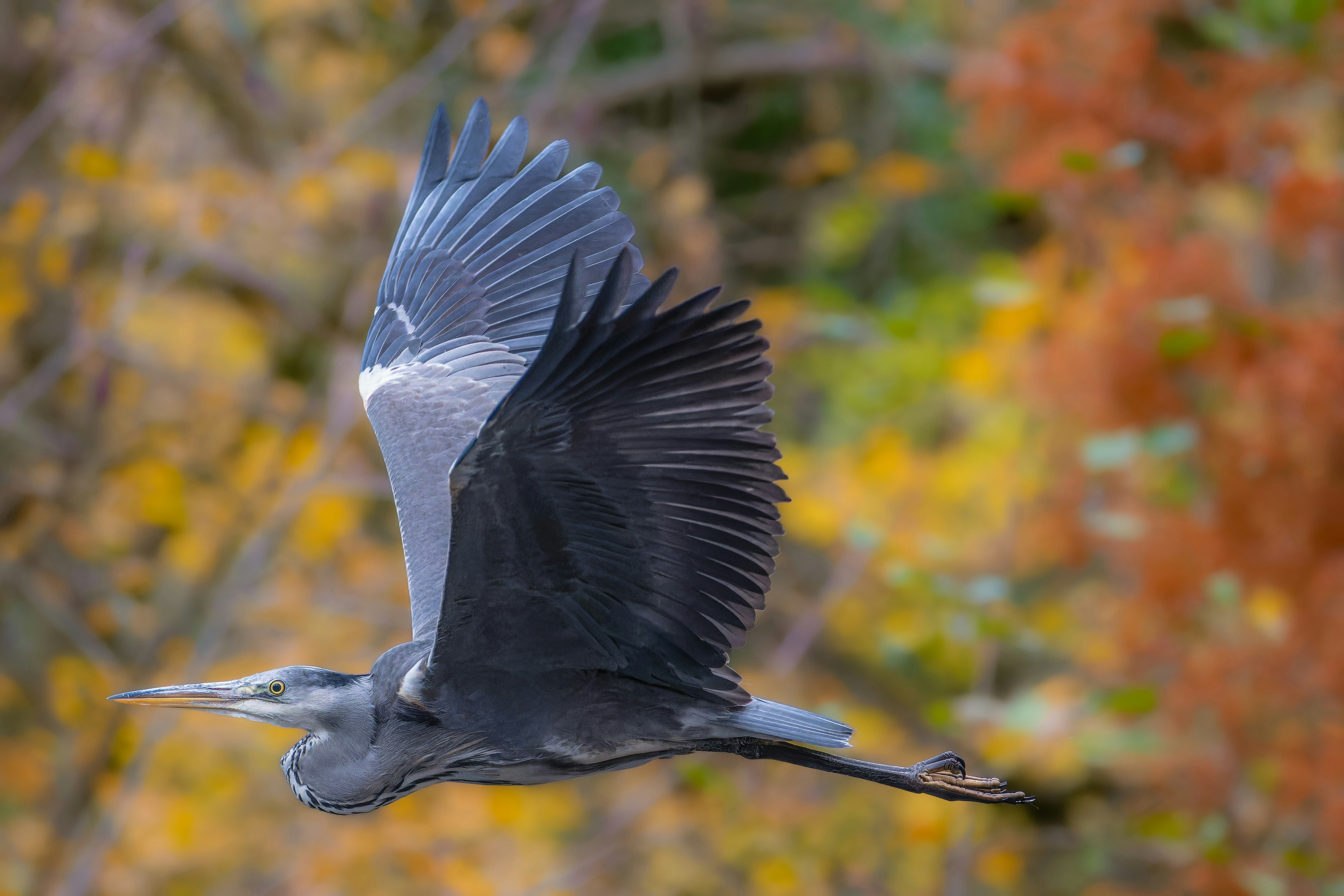 Photo by siegfriedpoepperl