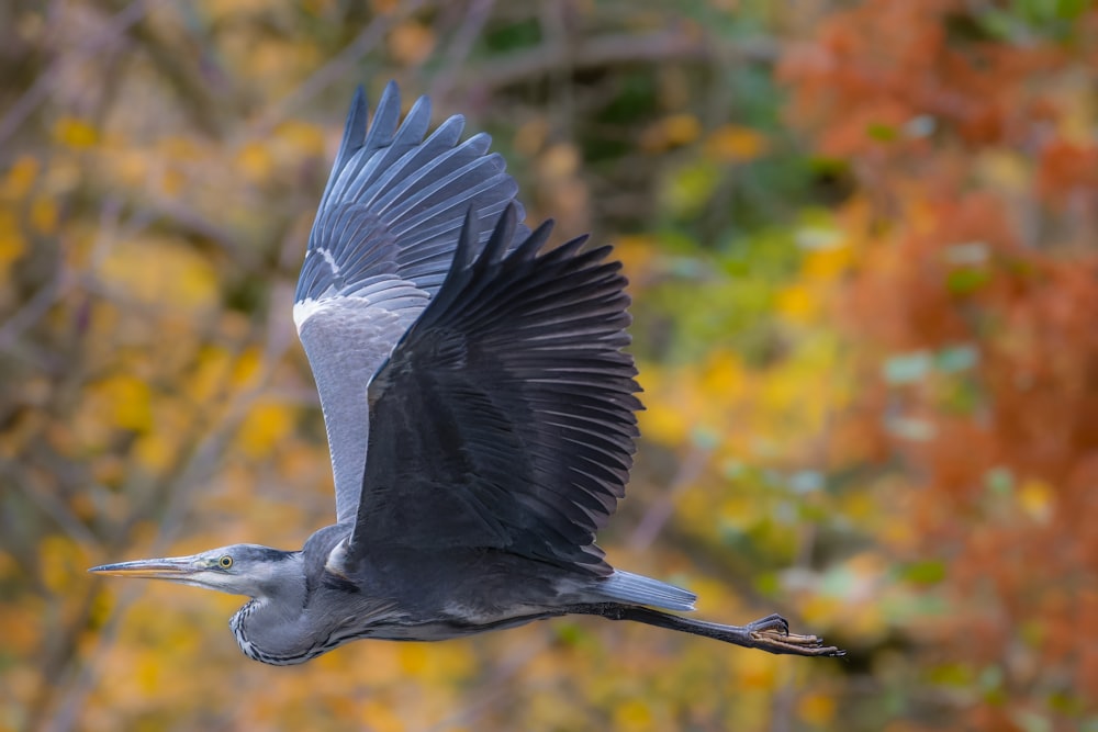 a large bird flying through a forest filled with trees