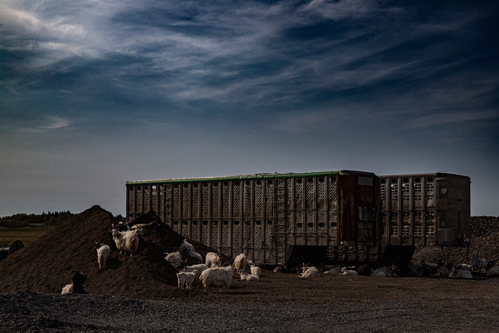 a group of animals standing around a pile of dirt