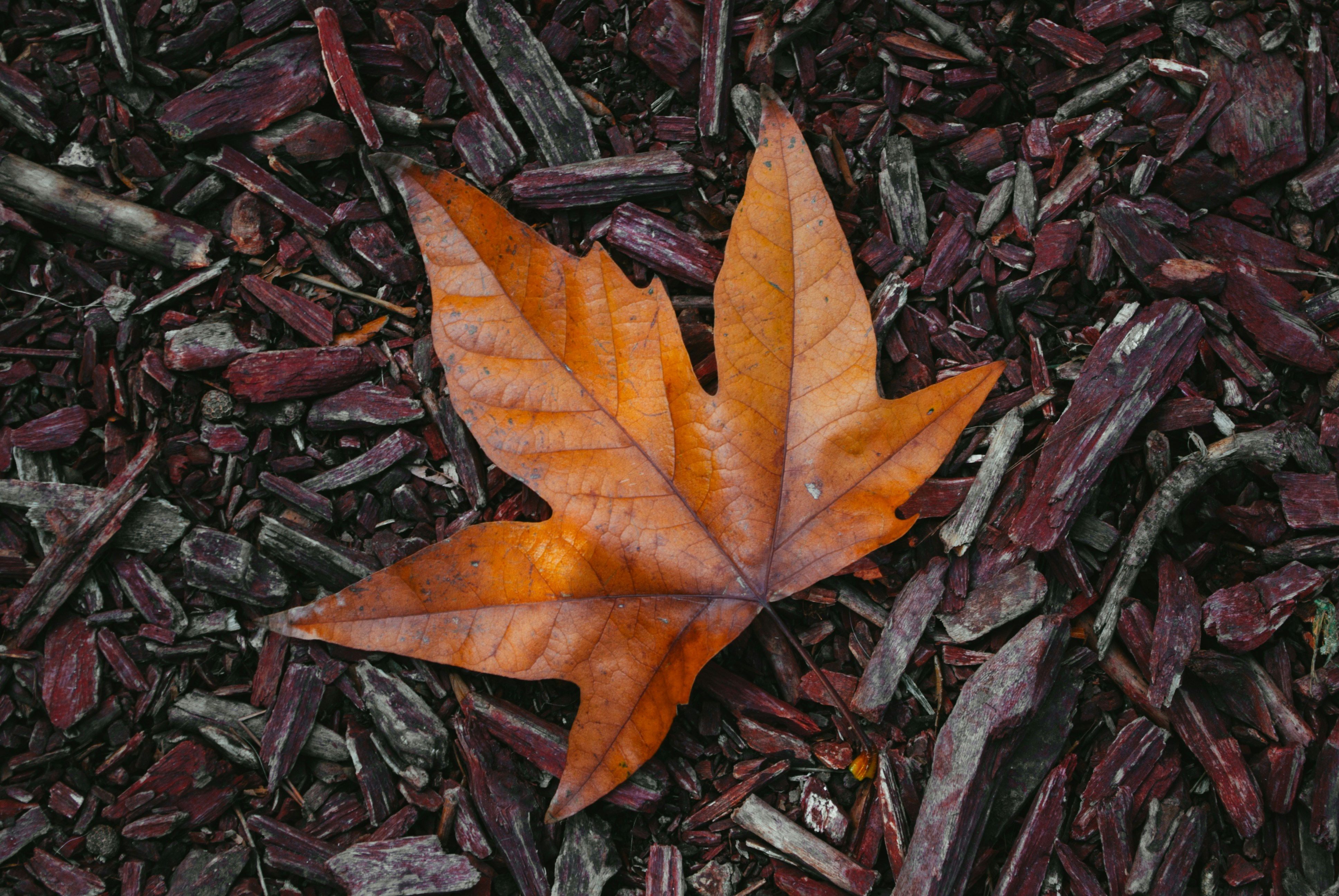 Photo by moonmoons_days