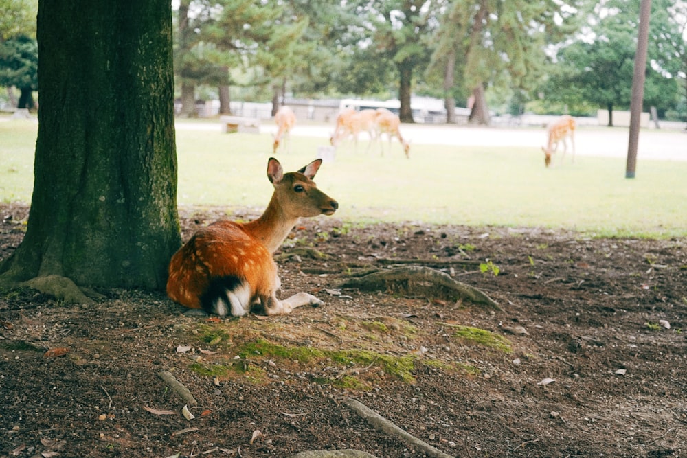 a deer sitting under a tree in a park