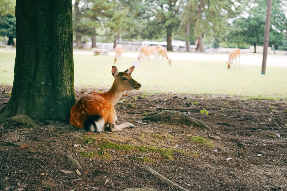 un cerf assis sous un arbre dans un parc