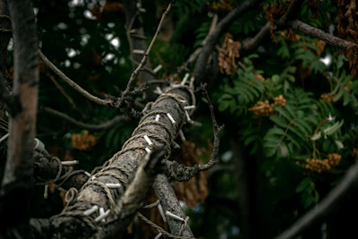 Close-up of flexible tree support tied gently around a young trunk.