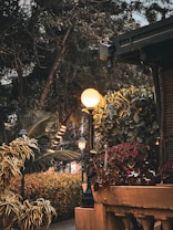 A warmly lit garden area featuring lush green and variegated plants. Several round, glowing streetlights illuminate the scene, adding a cozy ambiance. The background includes dense foliage and a darkened sky, enhancing the serene, evening atmosphere.