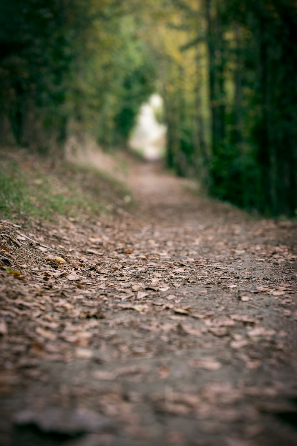 a path in the middle of a forest with leaves on the ground