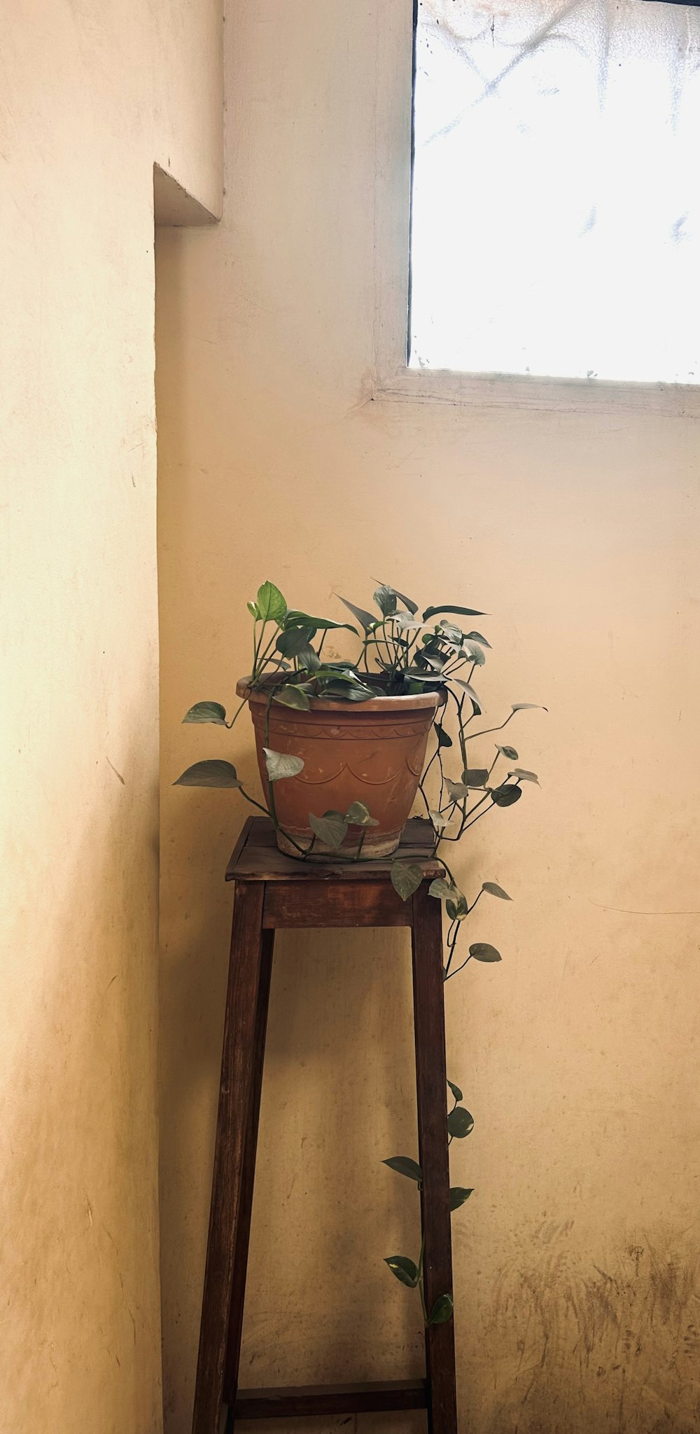 una pianta in vaso seduta sopra uno sgabello di legno