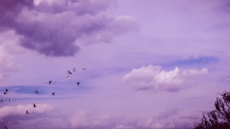 a flock of birds flying through a cloudy sky