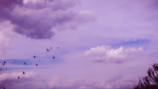 a flock of birds flying through a cloudy sky