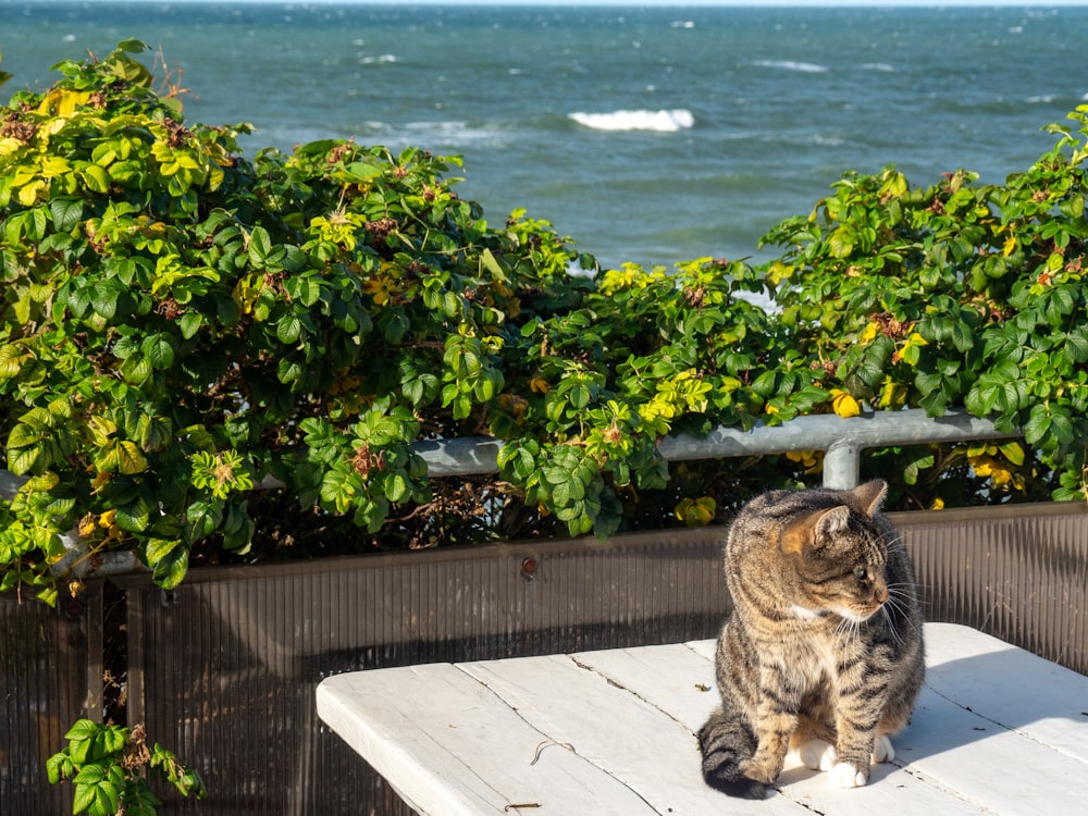 um gato sentado em cima de uma mesa de madeira