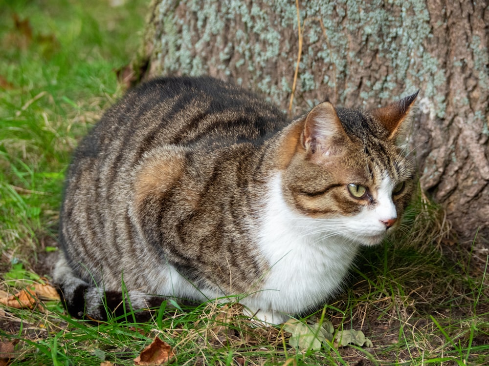 um gato sentado na grama ao lado de uma árvore