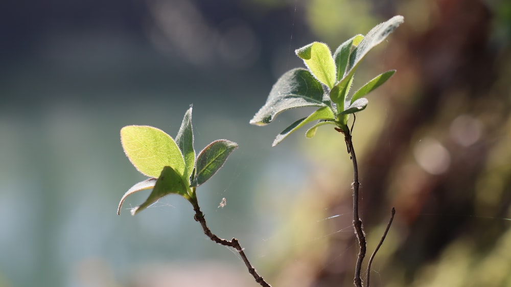 a close up of a plant with leaves