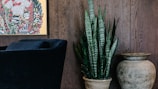 A stylish interior scene featuring an abstract painting placed on a dark wooden wall. Beside the painting is a black velvet chair, a potted snake plant with tall green leaves, and a large rustic ceramic vase.