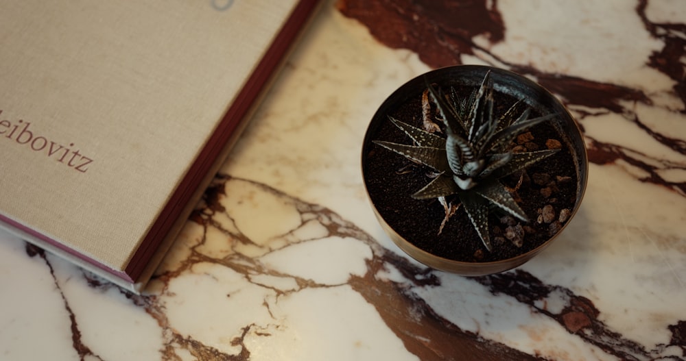 a book sitting on top of a table next to a plant