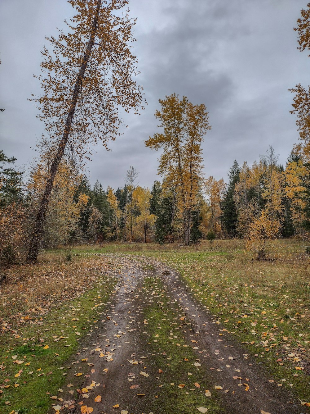 a dirt road in the middle of a forest