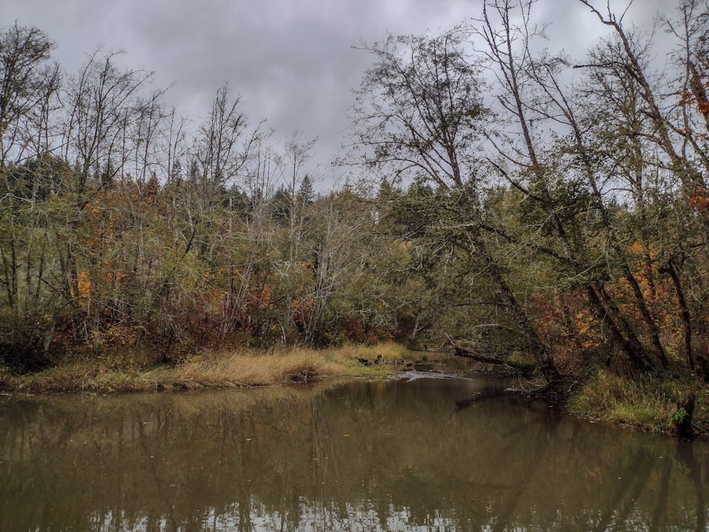 a body of water surrounded by trees and grass