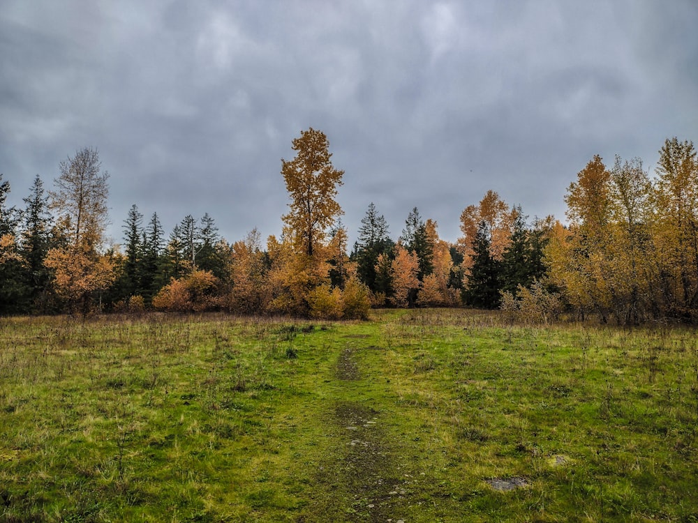 a grassy field with trees in the background