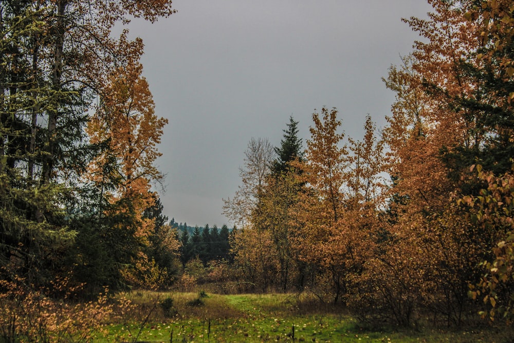 a forest filled with lots of tall trees