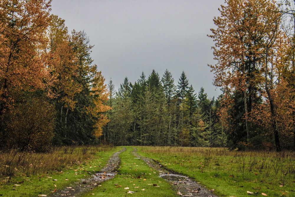 a dirt road in the middle of a forest