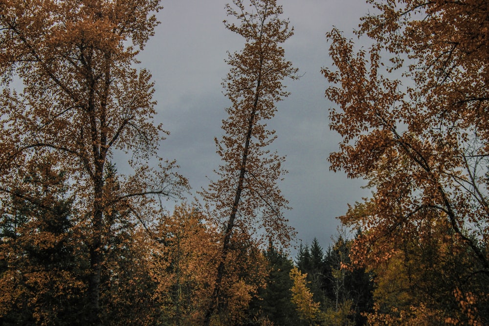 a forest filled with lots of trees under a cloudy sky